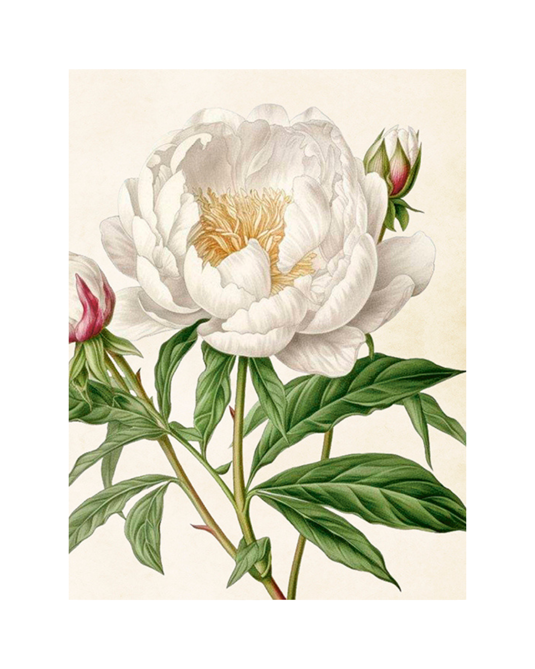 White Peony Poster 18x24