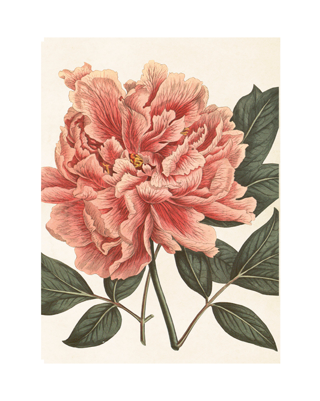Póster Peonía Rosa 18x24