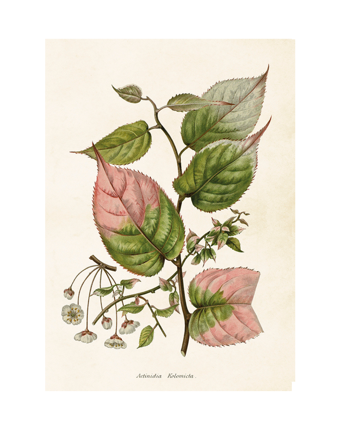Poster Folhagem Kiwi 35x50
