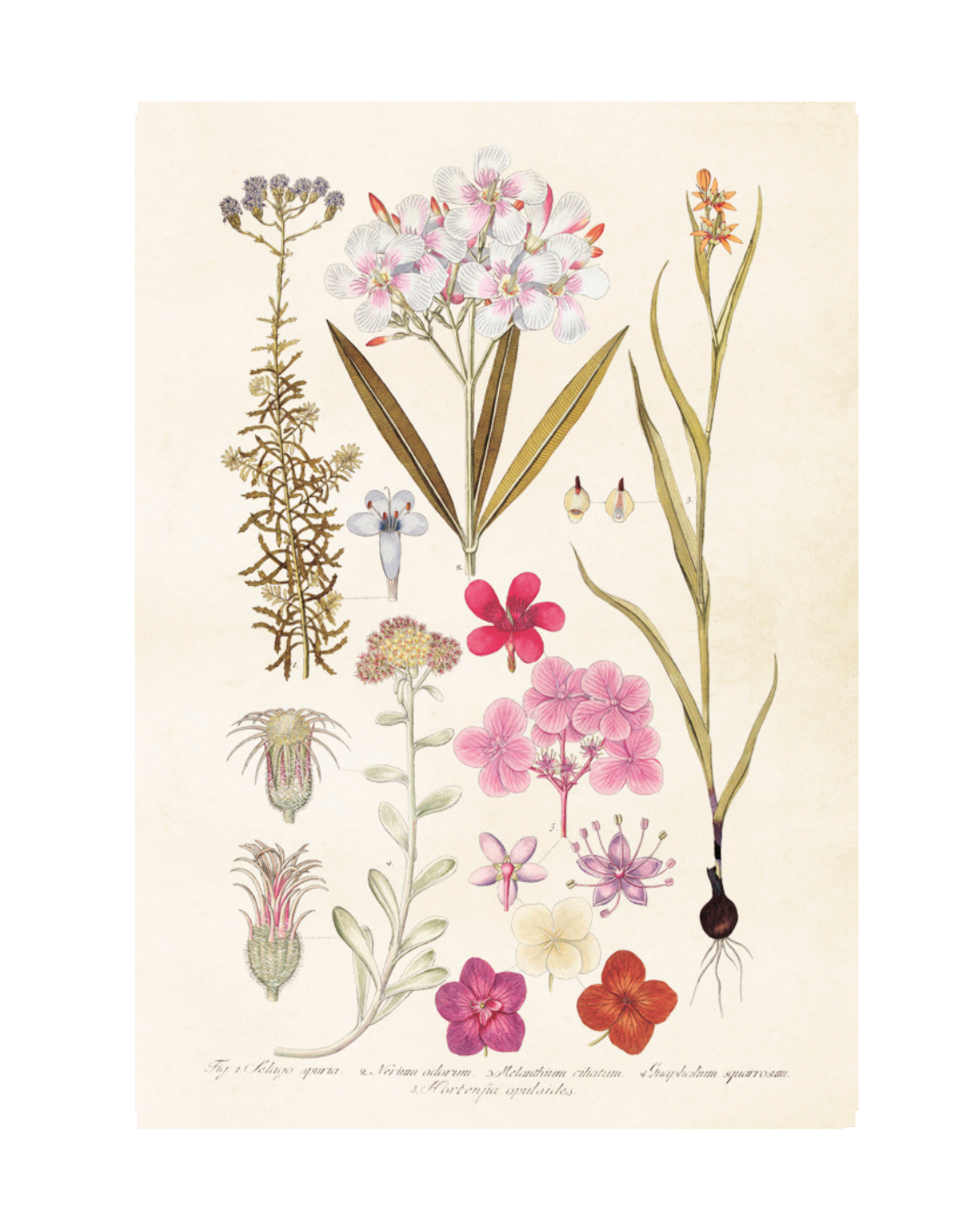 Poster Hortênsia 35x50